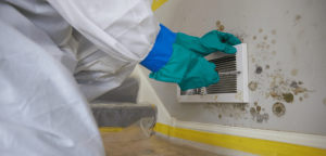 Mold Prevention in Brooklyn